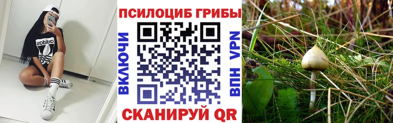 хочу   Щучье  блэк спрут сайт  Псилоцибиновые грибы мицелий 